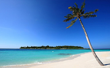 Pefect Peacful Beach, peacful, sea, alone, perfect, tree, beach, nature, calm, ocean HD wallpaper