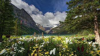 Lake Louise, Banff, Alberta, canada, blossoms, wildflowers, trees, clouds, sky, mountains HD wallpaper