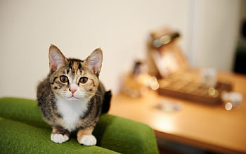 Kitty, animal, cat, paw HD wallpaper