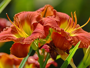 Beautiful Lilies, buds, petals, nature, flowers, lilies, macro HD wallpaper