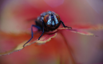 BZZ, bugs, graphy, nature, housefly, macro HD wallpaper