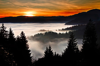 Trees Covered In Clouds , trees, clouds, nature HD wallpaper