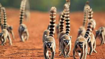 Ring Tailed Lemur, Berenty Private Reserve, Madagascar wildlife, Superstock graphy HD wallpaper