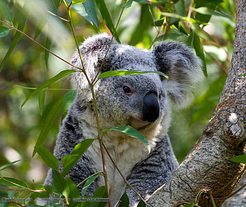 Koala bear , Adorable marsupials, Cute wildlife, perfection HD wallpaper