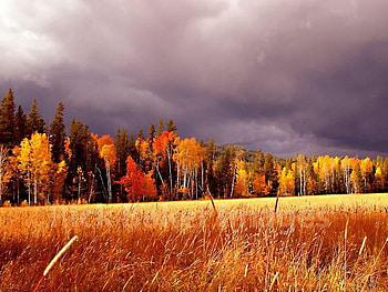 Stormy Fall Colors, autumn, colors, sky, stormy HD wallpaper