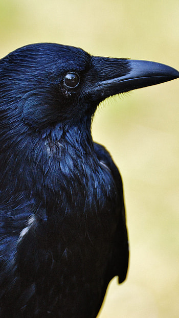 Crow 6k , Digital artwork, High quality HD phone wallpaper