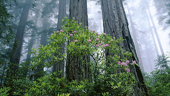 Nature, Trees, Forest, Young, Old HD wallpaper