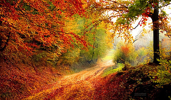 Out of the Woods, autumn, nature, woods, forest HD wallpaper