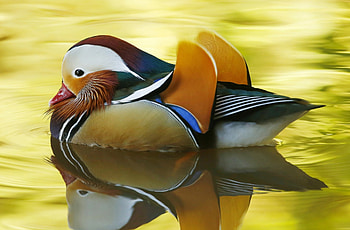 Mandarin Duck, blue, white, black, bird, cute, orange, lake, feather, green, yellow, water HD wallpaper