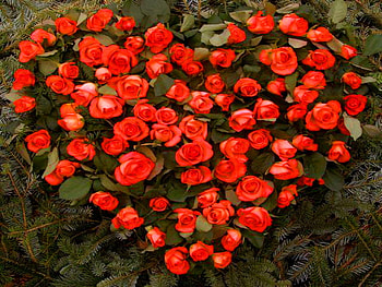 A heart in bloom, leaves, roses, love, red, heart shaped, flowers HD wallpaper