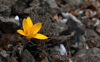 Plants, Flowers HD wallpaper