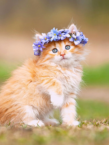 Maine Coon kitten, Fluffy cat HD phone wallpaper