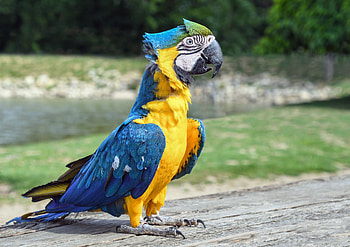 Confident, bird, colorful macaw HD wallpaper