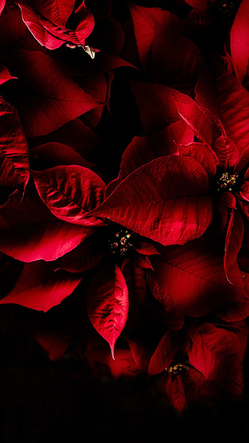 Note 20 Ultra , Sun-kissed Poinsettia, Striking red, Mobile background HD phone wallpaper