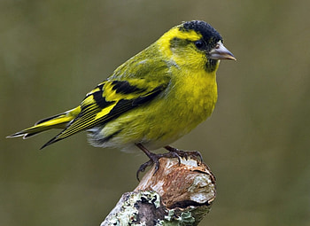 Siskin, Buntings, Finches, Yellow Birds HD wallpaper