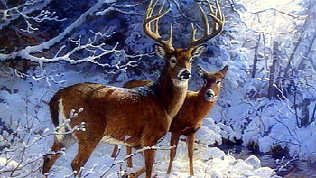 Snow, Animal, Deer, Winter HD wallpaper
