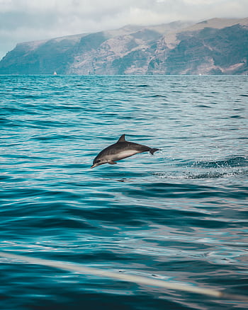 Dolphin leaping out of the Atlantic Ocean with mountainous background near Tenerife. HD phone wallpaper