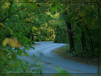 Meandering through the park, leaves, trees, nature, flowers, roads HD wallpaper