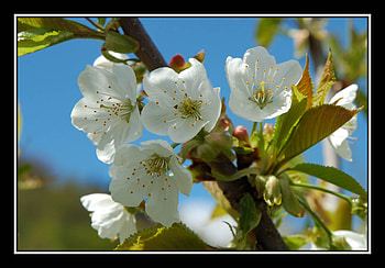 flowers, beautiful, nature, good HD wallpaper