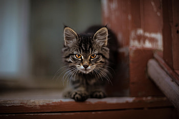 Wild Cat, cat, animals HD wallpaper