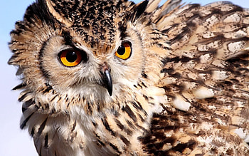 Animals, Owl, Feather, Eyes, Color, Eagle Owl HD wallpaper