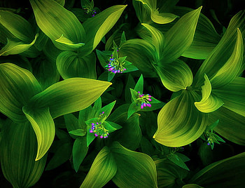 Amongst the green, blue, pink, leaves, green, flowers, tiny HD wallpaper