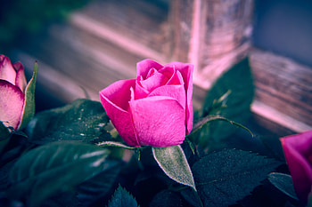 Pink roses, Frame, Pink, Roses, Bud, Window, Flowers HD wallpaper