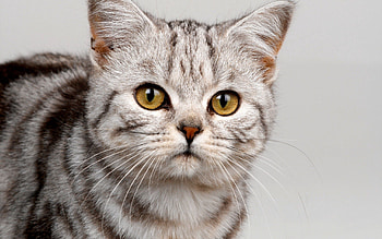 Animals, Cat, Kitty, Kitten, Muzzle, Striped, Sight, Opinion, Nice, Sweetheart HD wallpaper