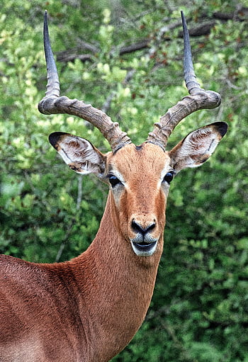 Impressive antelope with striking horns gazes intently amidst lush greenery, capturing the essence of wildlife. HD phone wallpaper