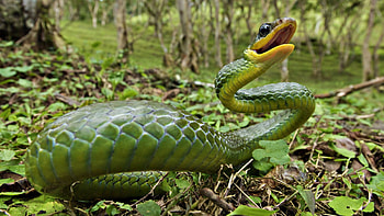 Animals, Grass, Leaves, Snake, Anger, Poison HD wallpaper