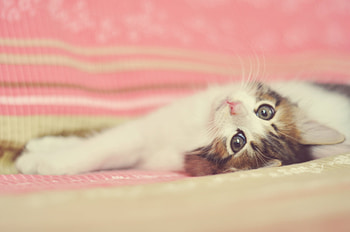 Kitten, pink, cat, animal, pisici, cute HD wallpaper