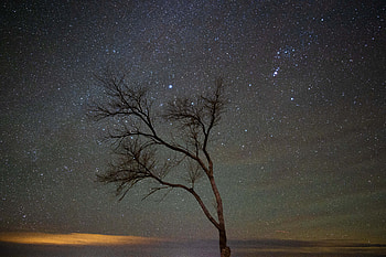 A Lone Tree Under A Night Sky With Stars, tree, sky, stars, nature HD wallpaper