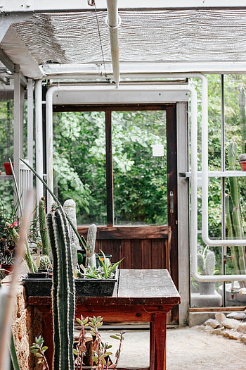 Plants, Cactuses, Flowers, Miscellanea, Miscellaneous, Premises, Room, Greenhouse HD phone wallpaper