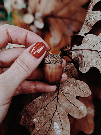 Autumn, Leaves, Hand, Miscellanea, Miscellaneous, Oak, Acorn HD phone wallpaper