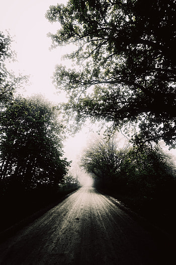 Nature, Trees, Road, Fog, Bw, Chb HD phone wallpaper