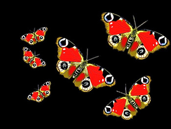 Wings on display, butterflies, colored, black background, display HD wallpaper