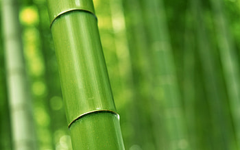 Wallcoo bamboo forest, Tranquil nature, Fenjin's , Bamboo HD wallpaper