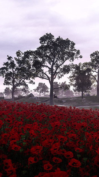 red flower, poppy, flower, landscape, video game, Battlefield 1 HD phone wallpaper