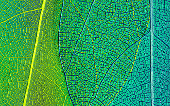 green leaf, , macro, leaves texture, background with leaf, leaf patterns, leaf textures, leaves patterns, natural textures HD wallpaper
