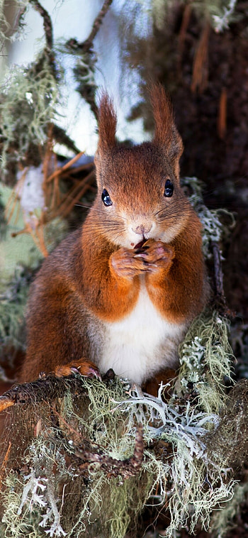Squirrel, Animal, Keywords, Keywords HD phone wallpaper