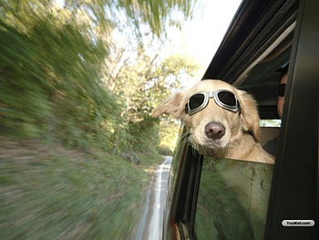 Funny Dog, dog, funny, animals HD wallpaper