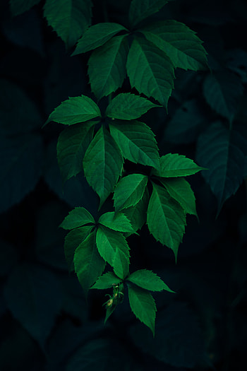 Nature, Leaves, Branches, Dark Background HD phone wallpaper