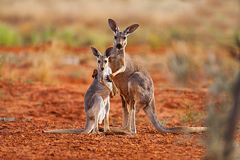 Australian teens charged, Killing 14 kangaroos, Two joeys HD wallpaper