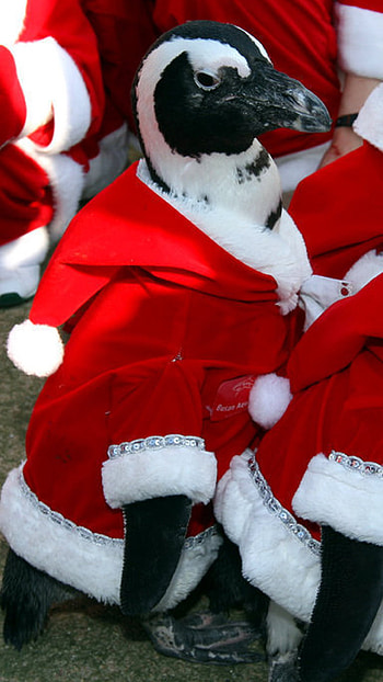 Christmas 6 Plus | 6 Plus . HD phone wallpaper