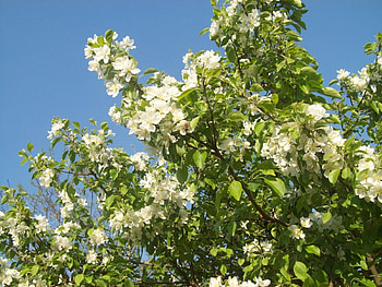 Plants, Flowers, Leaves HD wallpaper