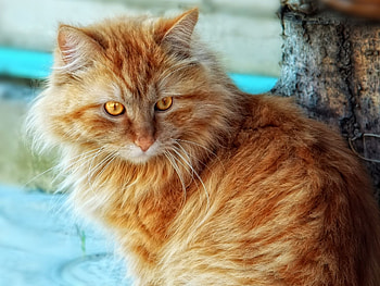 Animals, Sit, Cat, Fluffy, Fat, Thick HD wallpaper