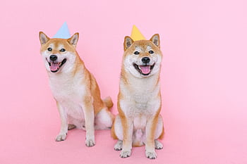 Adorable Shiba Inus in party hats posing against a vibrant pink backdrop. HD wallpaper