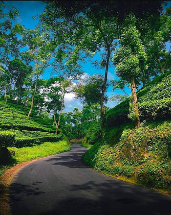 Bangladeshi tea garden, sky, green HD phone wallpaper