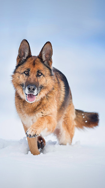 German Shepherd Dog, Snow, Background, snow - background HD phone wallpaper