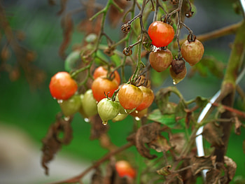 Food, Vegetables, Drops, Branches, Tomatoes HD wallpaper